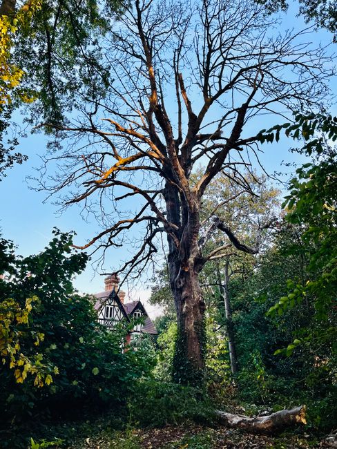 A large Victorian-style glasshouse with a metal framework, surrounded by lush green trees in a garden setting. The glasshouse features multiple sections with pitched roofs, some of which have decorati